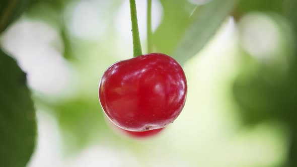 Cherry (4K)