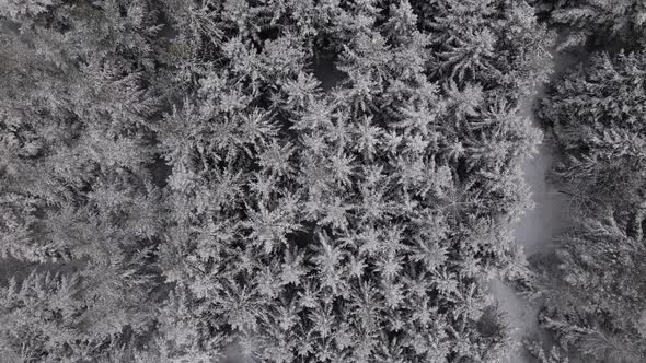 Dense, lush pine tree forest covered in fresh powder snow. Aerial birds eye view