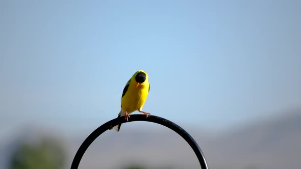 Close up of a male American Goldfinch perched on a plant hanger with the sun lighting up his eye