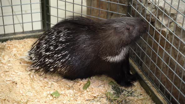 a Porcupine Sitting in a Zoo Cage.
