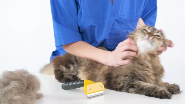 A doctor in a blue coat combs the fur of a cat with a furminator