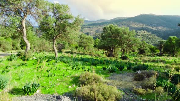 Summer Forest Aerial Landscape Beautiful Large Olive Tree and Green Grass in the Field