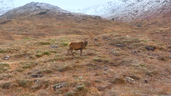 Majestic Red Deer Stag in The Scottish Highlands in Slow Motion