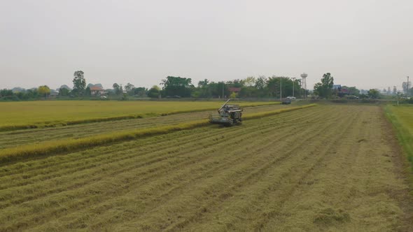 Aerial top view of tractor rice car working on dry or ripe rice paddy, crop field, harvesting