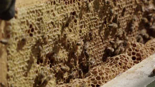 BEEKEEPING - A frame is red from a beehive, slow motion close up