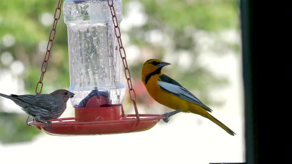 Bright orange male Bullock's oriole and house finch sharing a meal at the jelly feeder