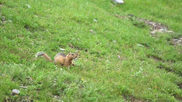 Orange Fur Ground Squirrel in a Meadow Covered With Green Fresh Grass
