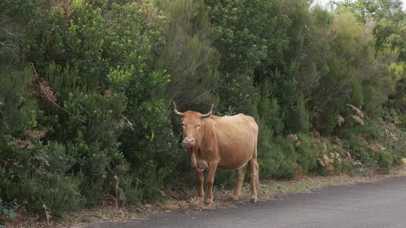 Young brown cattle eating from some bushes on the side of the road in Portugal