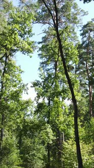 Vertical Video of Summer Forest By Day