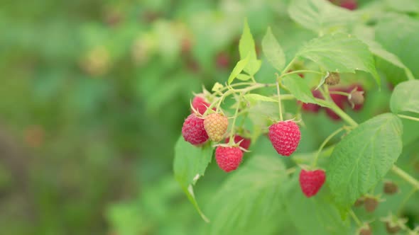 Raspberry Close Up