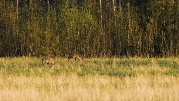 Two wild European roe deers (Capreolus capreolus) eating in a green meadow, sunny spring evening, go