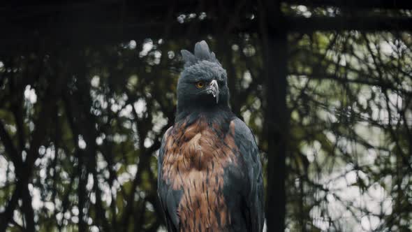 Watchful Black-and-chestnut Eagle In Wild Forest Of South America. Close Up