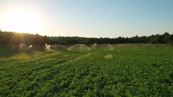 Irrigation Water Is Spraying Green Field.