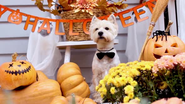 Funny Dog Outdoor. Halloween And Autumn Concept.