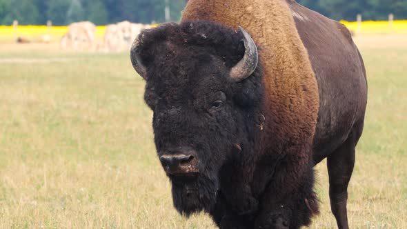 Wild Bison in the Meadow Portrait of American Bison Protection of Nature Concept