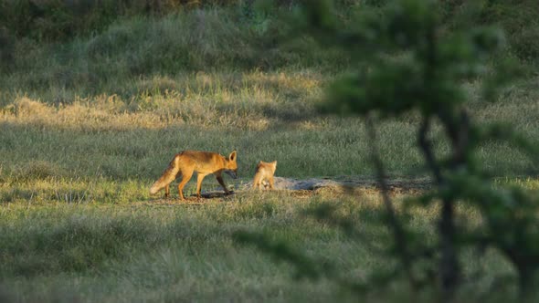 Vixen red fox with baby cub run over grassy opening to their den; slowmo