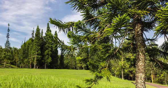 Time lapse of a Pine tree in a Forest clearing