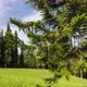Time lapse of a Pine tree in a Forest clearing - VideoHive Item for Sale