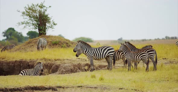 Zebras in the savanna