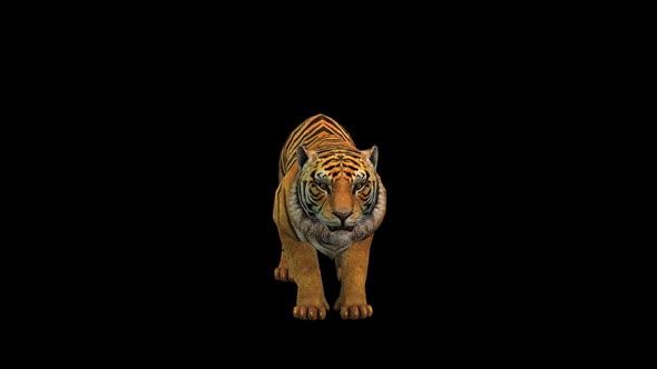 Tiger Hawl 2