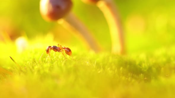 A Red Ant Walks Through a Clearing with Moss and Mushrooms