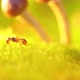 A Red Ant Walks Through a Clearing with Moss and Mushrooms - VideoHive Item for Sale