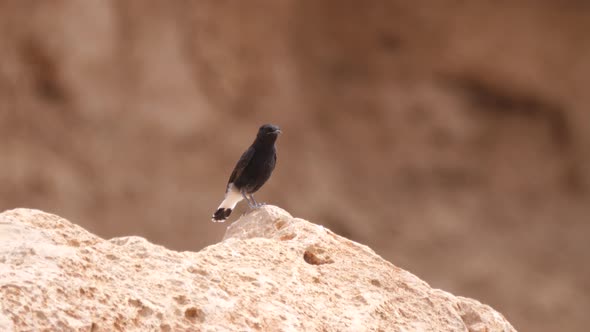 White-crowned wheatear on a rock 