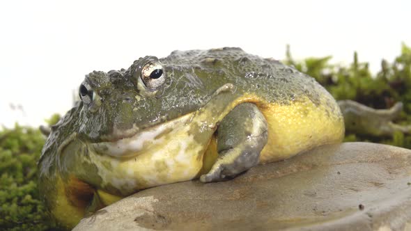 Cyclorana Toad-water Pot Frog Sitting on a Stone on Green Moss in White Background