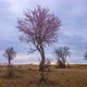 Blooming pink fruit tree in spring - VideoHive Item for Sale