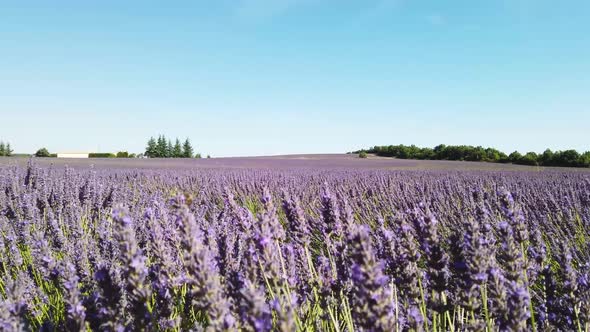 Lavender Field at Summer