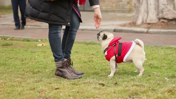 Owner Feeding Pet Outdoors, Encouraging Smart Dog for Good Tricks, Wrinkly Pug