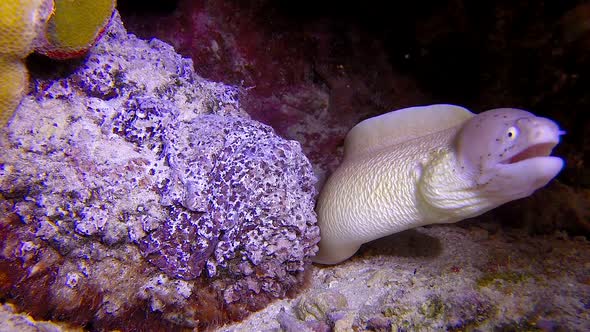 Stone Fish and Geometric Moray