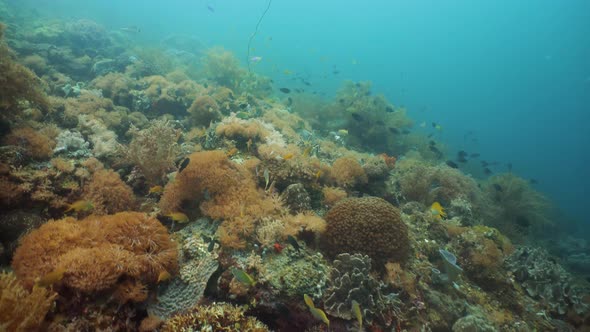 Coral Reef with Fish Underwater. Camiguin, Philippines