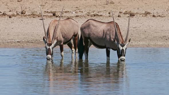 Gemsbok Antelopes Drinking At A Waterhole