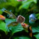 Guppies - VideoHive Item for Sale