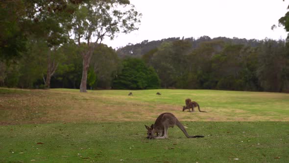Footage of a young kangaroo in NSW, Australia
