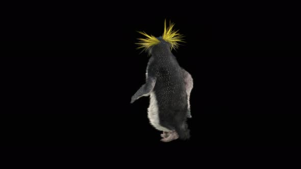 80 Penguin Dancing 4K
