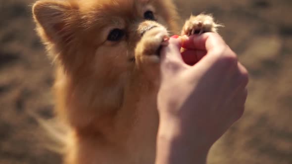 pomeranian takes food from his hand