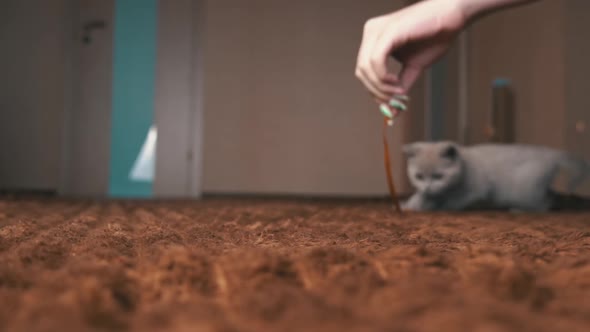 Scottish Gray Fluffy Cute Kitten Runs After the Ribbon to the Camera in Slow Mo