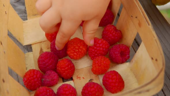 Children's Hand Takes Raspberries From the Basket