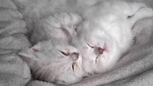 Two Cute Fluffy White Kittens are Sleeping Next to Each Other on a Gray Blanket
