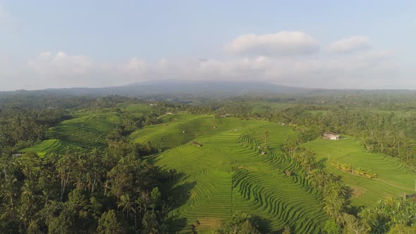 Rice Fields with Agricultural Land in Indonesia