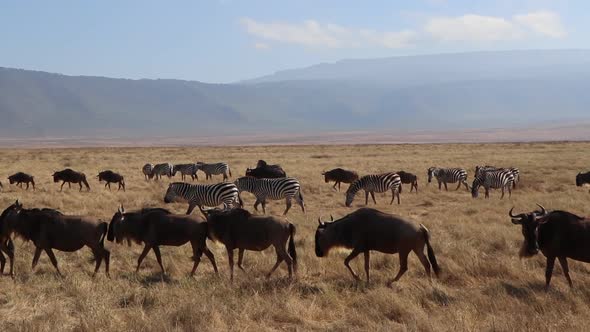 A slow motion clip of a herd wildebeest, Connochaetes taurinus or Gnu marching past Zebra, Equus Qua