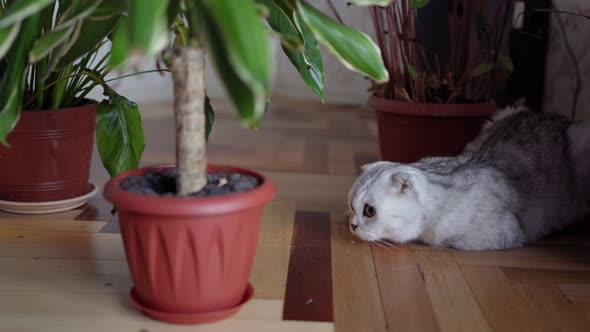 Scottish Fold Cat Plays and Hides Among Domestic Plants