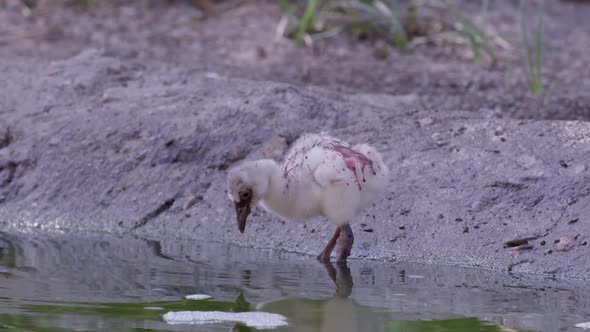 Flamingo chick wading in water covered in red crop milk