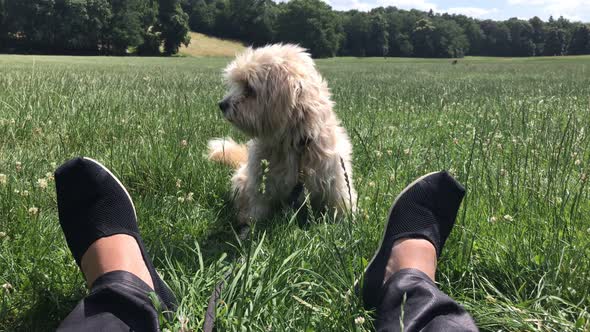 Cute little dog sitting by owners feet in the grass Personal perspective