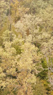 Vertical Video of a Forest in an Autumn Day