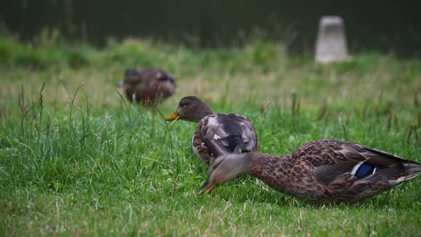 Ducks Eating Grass