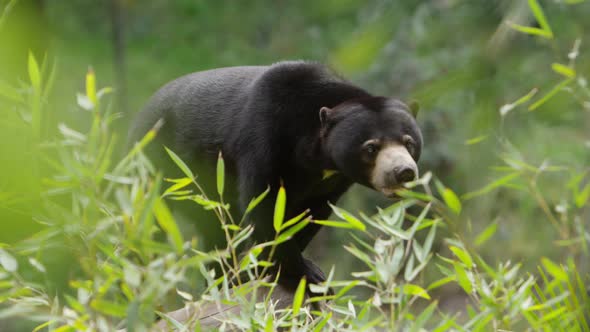 sun bear deep in the jungle turns and walks away