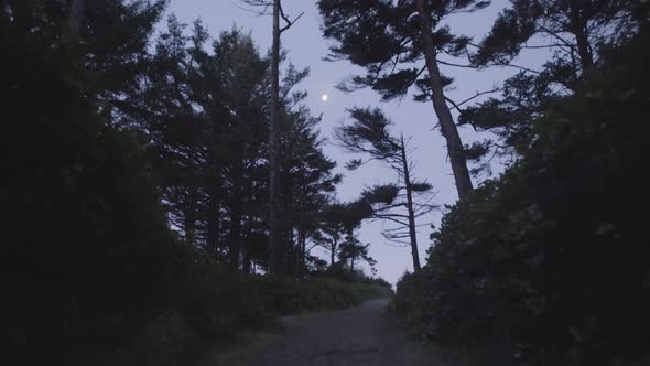 Following trail to the beach surrounded by trees and bushes on a winter cold morning in Tofino, Cana